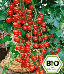 We did not find results for: Bio Cherrytomate Pepe F1 1a Pflanzen Kaufen Baldur Garten