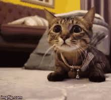 Cat Pounce Gifs Tenor Upload a file and convert it into a.gif and.mp4.