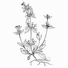 Image result for Lamiaceae