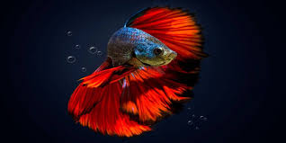 Ikan adalah kelompok vertebrata akuatik yang hidup di air dan bernafas (mendapatkan oksigen) dengan insang. 5 Jenis Ikan Cupang Menawan Termahal Ini Alasannya Kabar Besuki