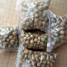 Image result for Thespesia garckeana