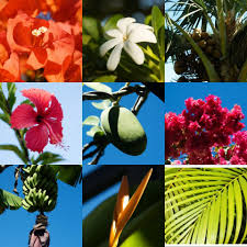 Flora Fauna Fruit Beautiful Flowers Tahiti French Polynesia