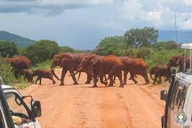 There are 353 kenya safaris to choose from, that range in length from 1 days up to 16 days. Kenia Safari Unsere Erlebnisse Und Erfahrungen Im Safari Urlaub