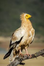 Neophron percnopterus percnopterus and neophron percnopterus ginginianus.since not much. Egyptian Vulture Facts Diet Habitat Pictures On Animalia Bio