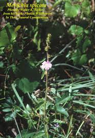 Image result for Melochia