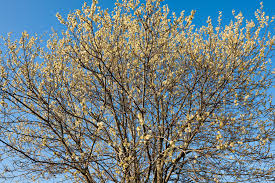 Image result for Goat Willow