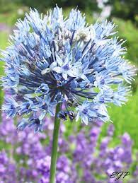 Onion Flower Onion Flower Beautiful Flowers Flower Guide