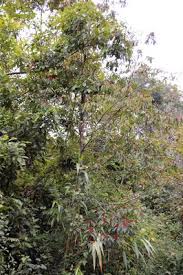 Image result for Micrococca capensis