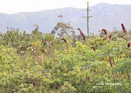 Image result for Disa stairsii