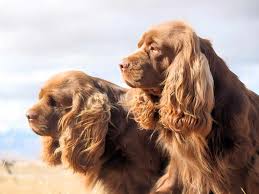 Кокер-спаниель: Грация и Груминг – все о волшебном английском друге - V.O.G  DOG