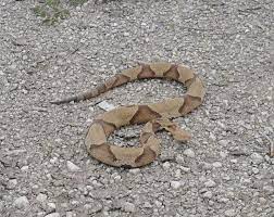 Southern Copperhead Snake Snake Cute Snake Snake Venom