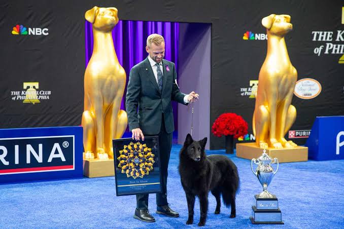 National Dog Show's Best in Show Win Goes to Soleil the Belgian Sheepdog