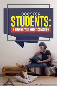 Adopting A Dog In College 6 Things To Consider Dog Adoption Dog Parents Dog Training