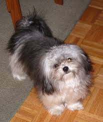 How big is a full grown mi ki dog? Mi Ki Dog Breed Information And Pictures