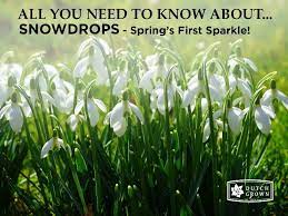 Super Size Snowdrops For Spring S First Sparkle Spring Garden Vertical Vegetable Garden Plants