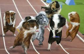 It is called 天竺鼠 because indian businessmen brought them into china. æ–°æ‰‹é£¼é¤Šè·è˜­è±¬æ‡‰è©²æ³¨æ„ä»€éº¼å'¢ å£¹è®€