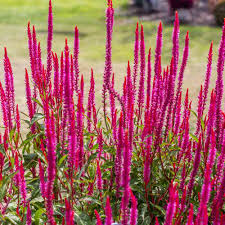 Image result for Celosia