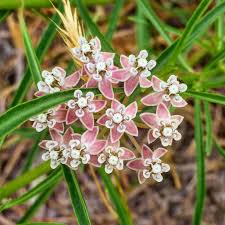 Mexican Whorled Milkweed Asclepias Fascicularis Seeds 150 Seeds Asclepias Milkweed Native Plants