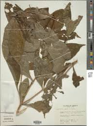 Image result for Sclerochiton hirsutus