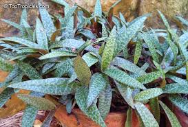 Image result for Ledebouria Unidentified sp. no2.