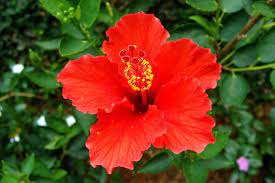 Flowers Flowers For Algernon Types Of Flowers Flowers