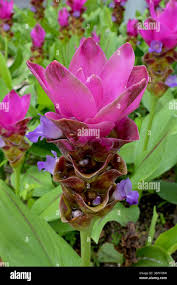 Image result for Pimpinella alismatifolia