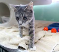There are about 70 proposals on the table in gainesville, and city leaders are deciding how to spend roughly $32 million from the federal government with residents' help. Big Free Pet Adopt A Thon Begins Friday In Gainesville