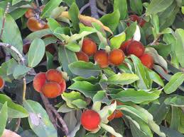 Image result for Diospyros batocana