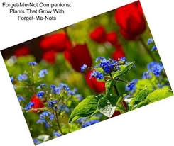 Maybe you would like to learn more about one of these? What Flowers Are Not Toxic To Cats Agriseek Com
