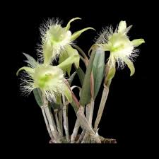 Image result for Dignathia gracilis