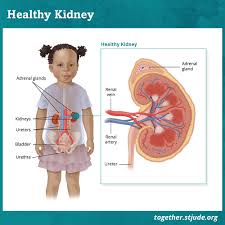 Possible signs and symptoms of cancer in children many cancers in children are found early, either by a child's doctor or by parents or relatives. Kidney Late Effects In Childhood Cancer Survivors Together