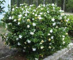 How to maximize gardenia blooms southern living plants. The Pretty Gardenia Outdoor Plants Gardenia Trees Gardenia Shrub Gardenia Plant