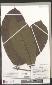 Image result for Dictyophleba