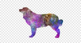 Bernese Dag Kopegi Ispanyol Su Kopegi Bergamasco Coban Kanis Bernese Dag Kopegi Suluboya Resim Mor Png Pngegg