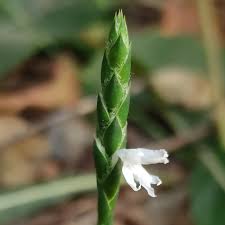 Image result for Elytraria acaulis