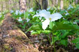 Here, it blooms until the summer heat becomes oppressive. Nine Things You May Not Know About Trilliums Kawarthanow