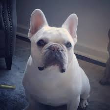 Because of the shape of their ears, they may collect debris and require more attention than clean the outer parts of your french bulldog's ears any time they look dirty, and clean the inside of their ears at least once per month. Floppy Ears 0 Equilibrium Science Riley The French Bulldog