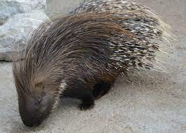 How to remove porcupine quills. Interesting Porcupine Facts Can They Shoot Their Quills