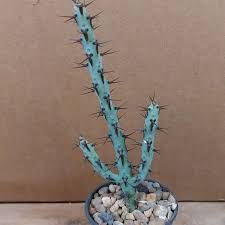 Image result for Euphorbia schinzii