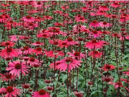 The heavy rainfall in june could almost make us forget that our beloved plants still need a drink. Echinacea Solar Flare 24 36 Bloom Time July August Solar Flare Echinacea Solar