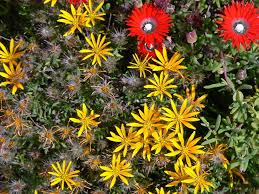 Image result for Hirpicium