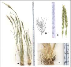 Image result for Enneapogon desvauxii