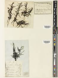 Image result for Anticharis senegalensis