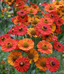 Image result for Helenium autumnale