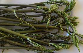 Gli asparagi selvatici sono caratterizzati dal tipico sapore amarognolo, ideale per le più svariate ricette in cucina. Ricette Genuine Con Germogli Di Pungitopo