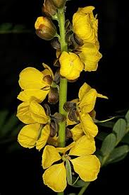 Image result for Senna didymobotrya