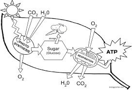Check spelling or type a new query. Chloroplast Structure And Function Coloring