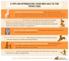 We did not find results for: 6 Tips On Introducing Your New Dog To The Family Dog Saint Louis Dog Walkers
