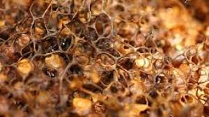 Sila hadam ilmu ini sehingga habis. Cara Panen Madu Kelulut Dengan Berbagai Teknik Ilmubudidaya Com