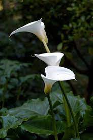 Zantedeschia Aethiopica Wikipedia The Free Encyclopedia Zantedeschia Zantedeschia Aethiopica Calla Lily